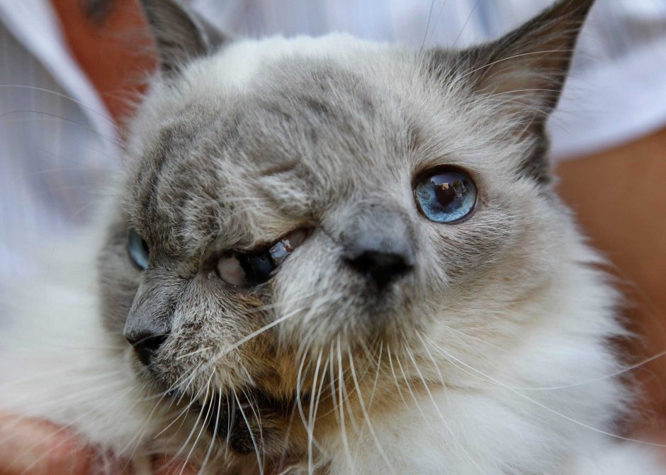 Двуликий кот Фрэнк и Луи