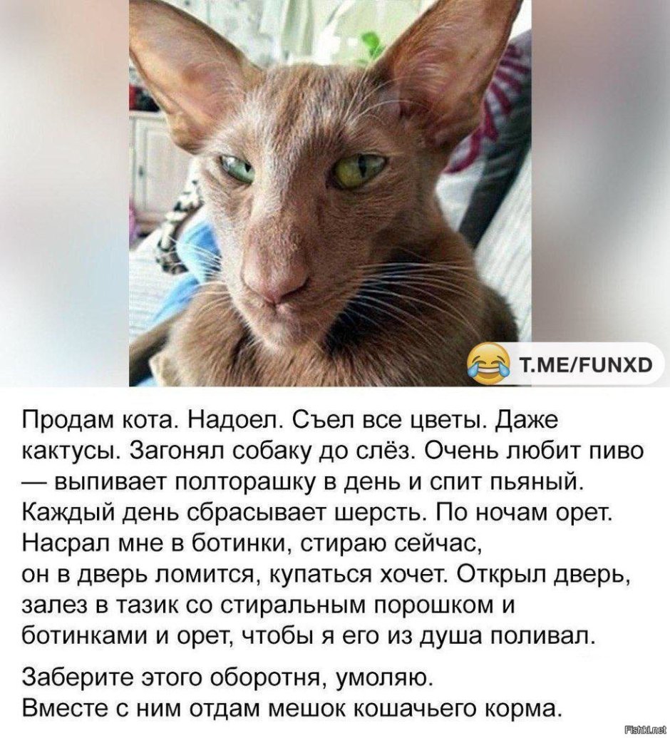 Китайская хохлатая чихуахуа Элвуд