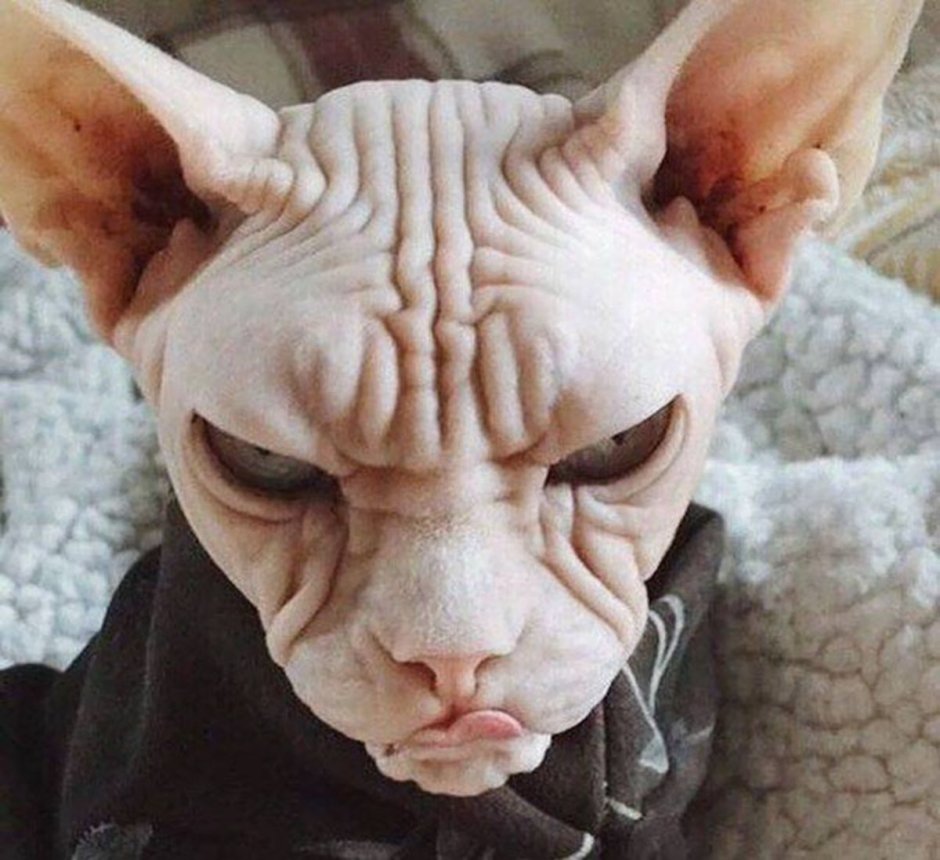 Кошка с бровями