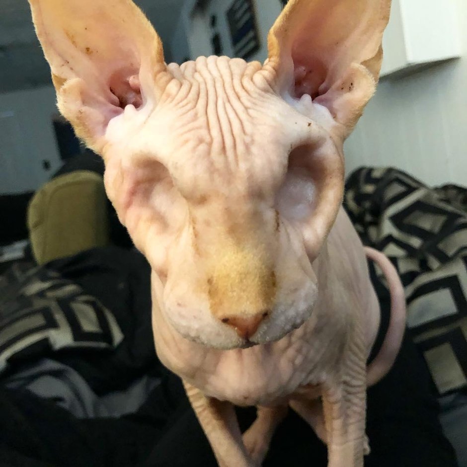 Самый смешной кот в мире до слез