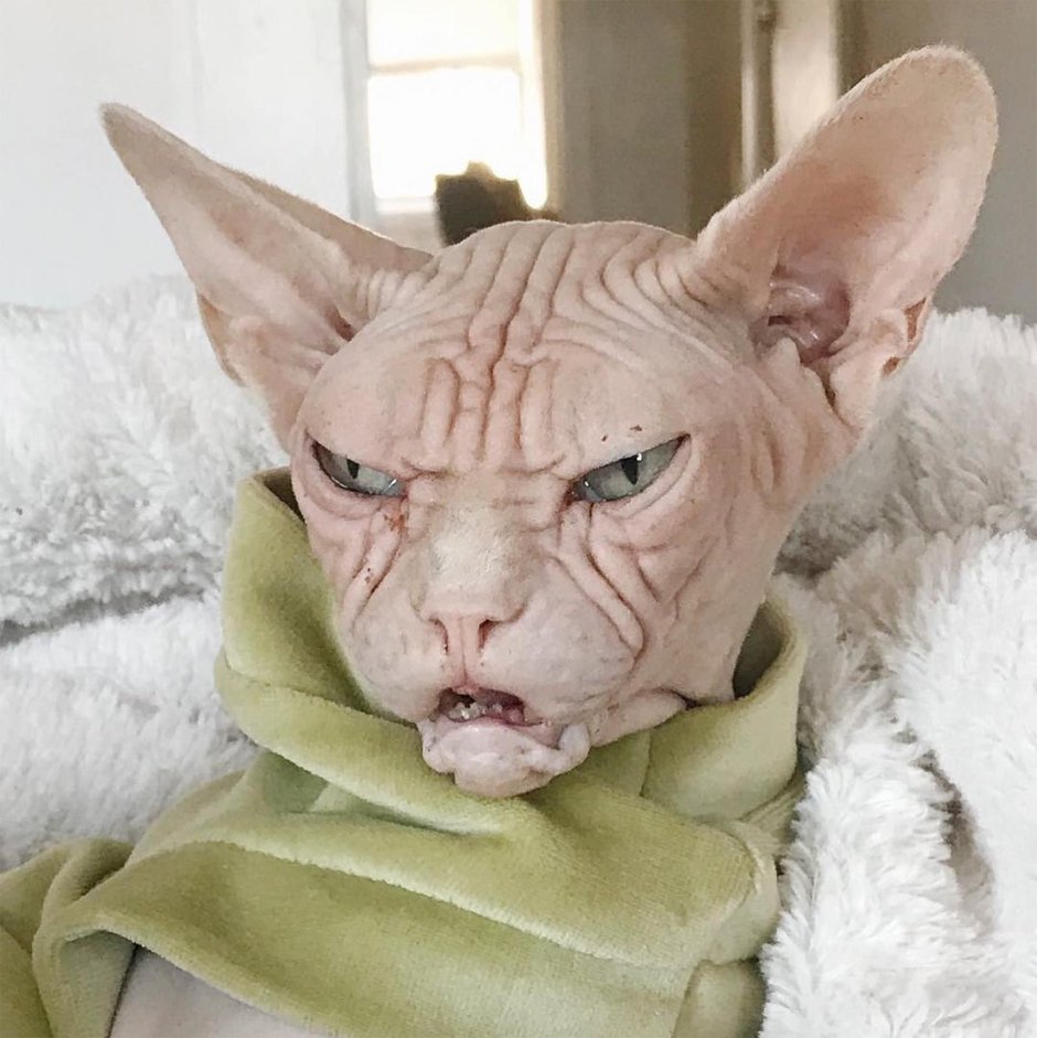 Кот сфинкс