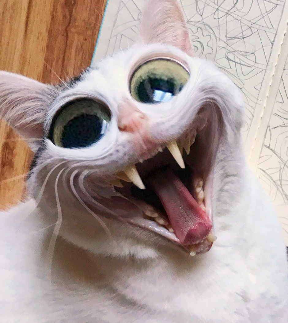 Кот со светящимися глазами