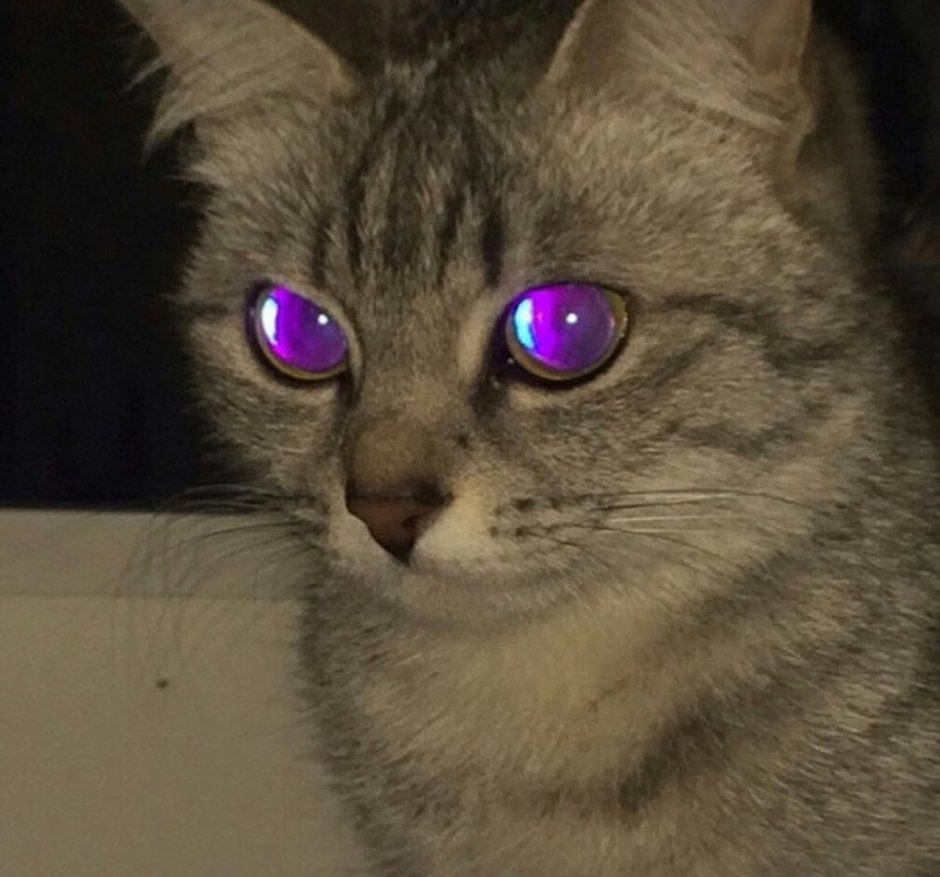 Страшный кот