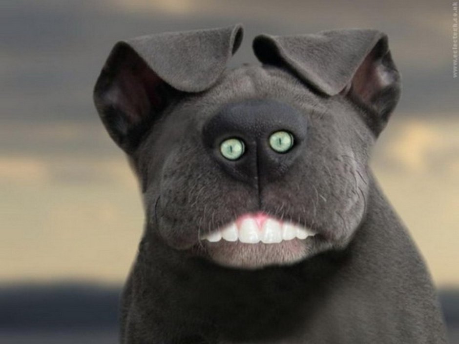 Угарные коты