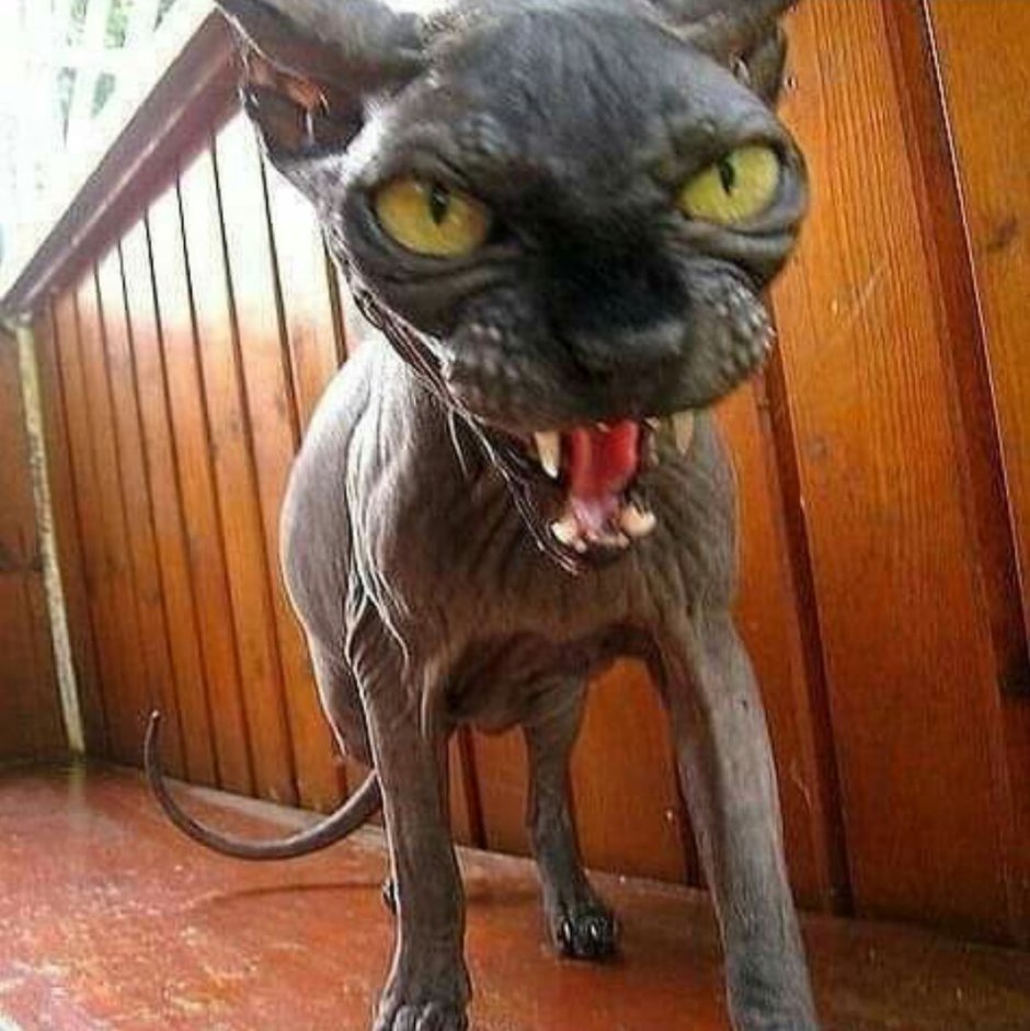 Кот Стива Бушеми