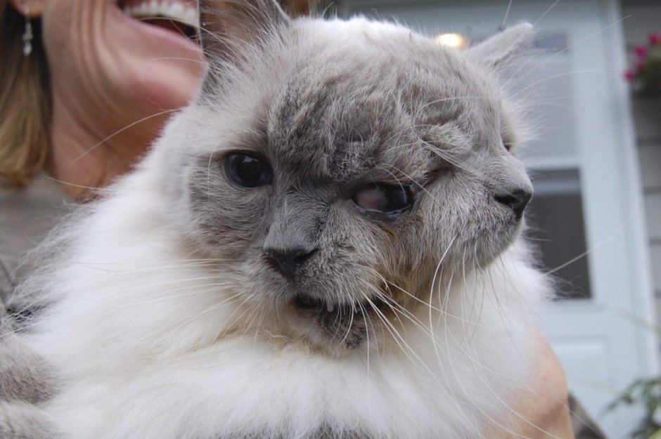 Лицо кота