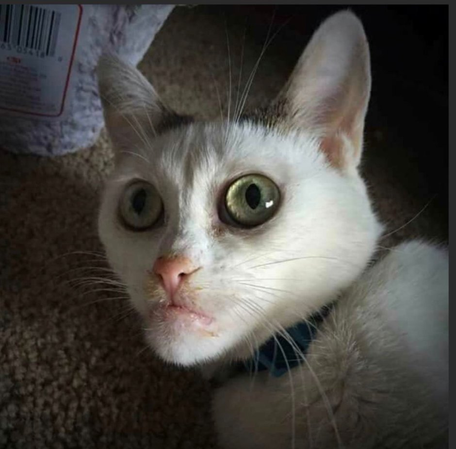Злая кошка