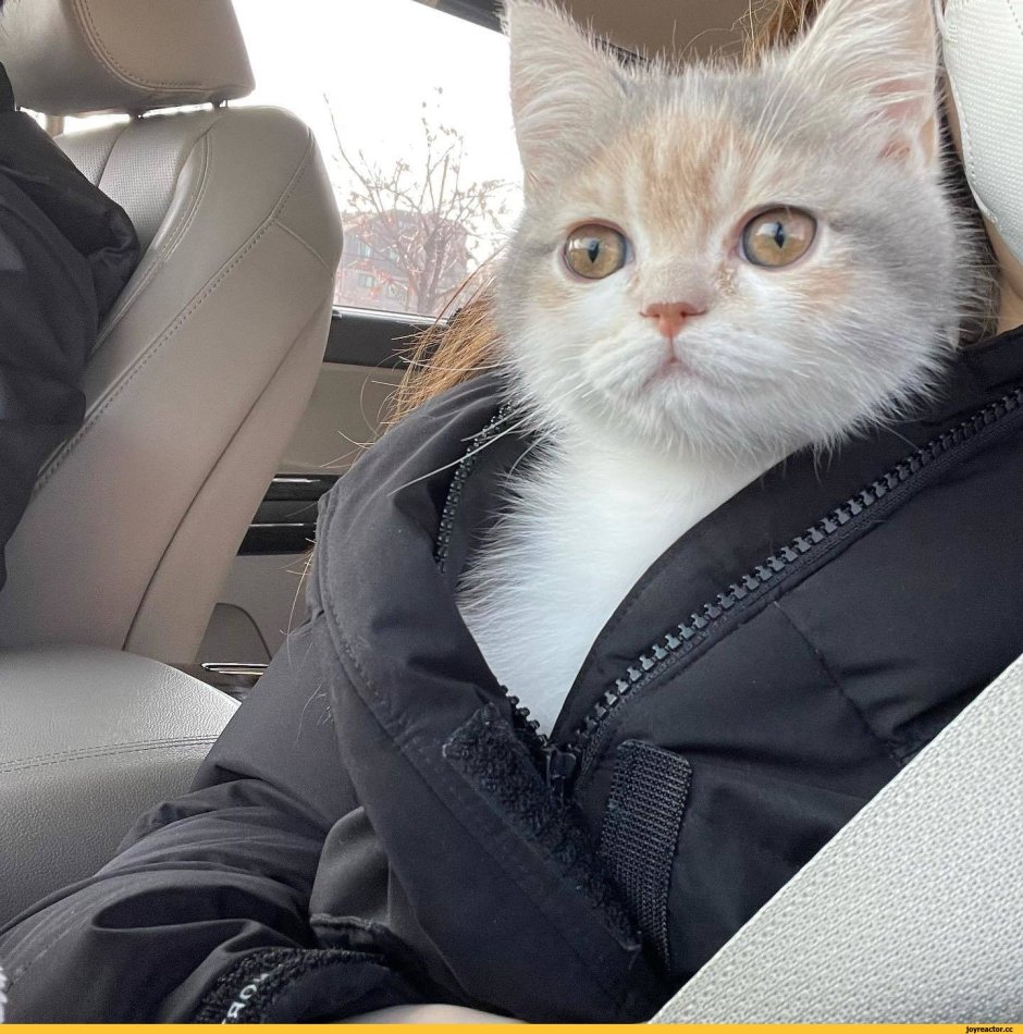 Котик в курточке