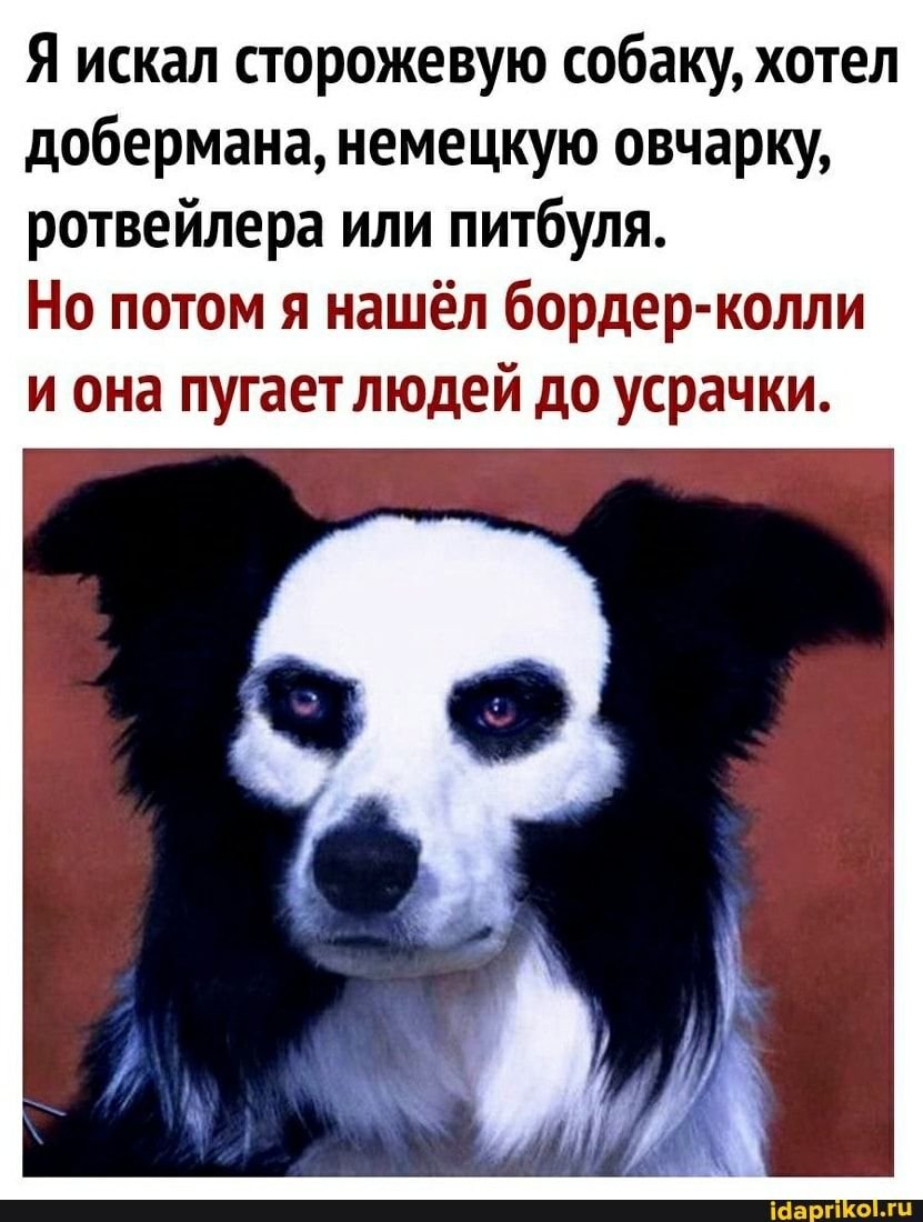 Бордер колли страшный окрас