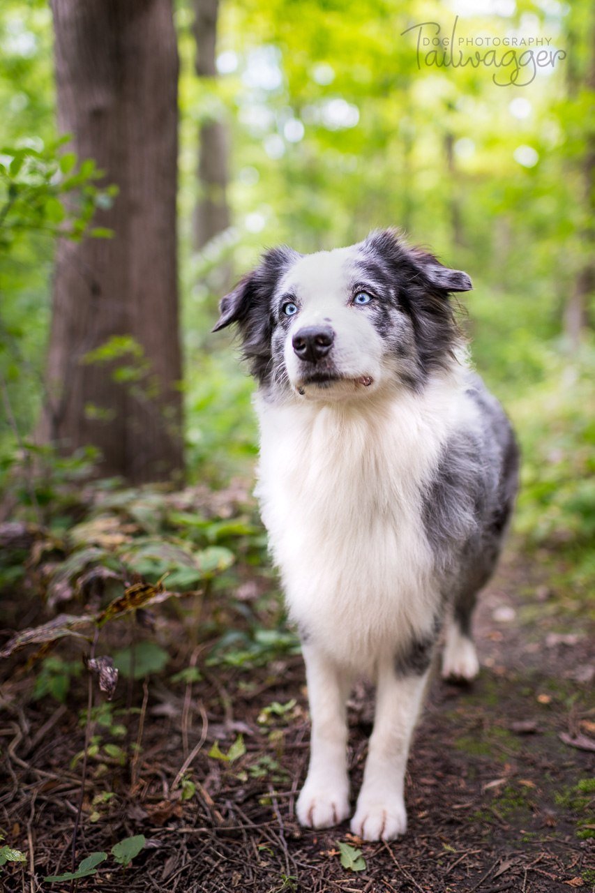 Бордер колли мальтезе