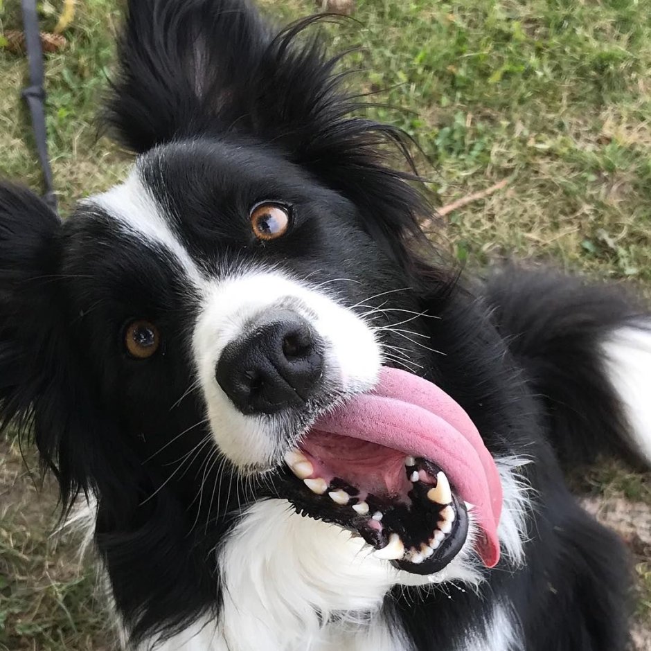 Бордер колли череп