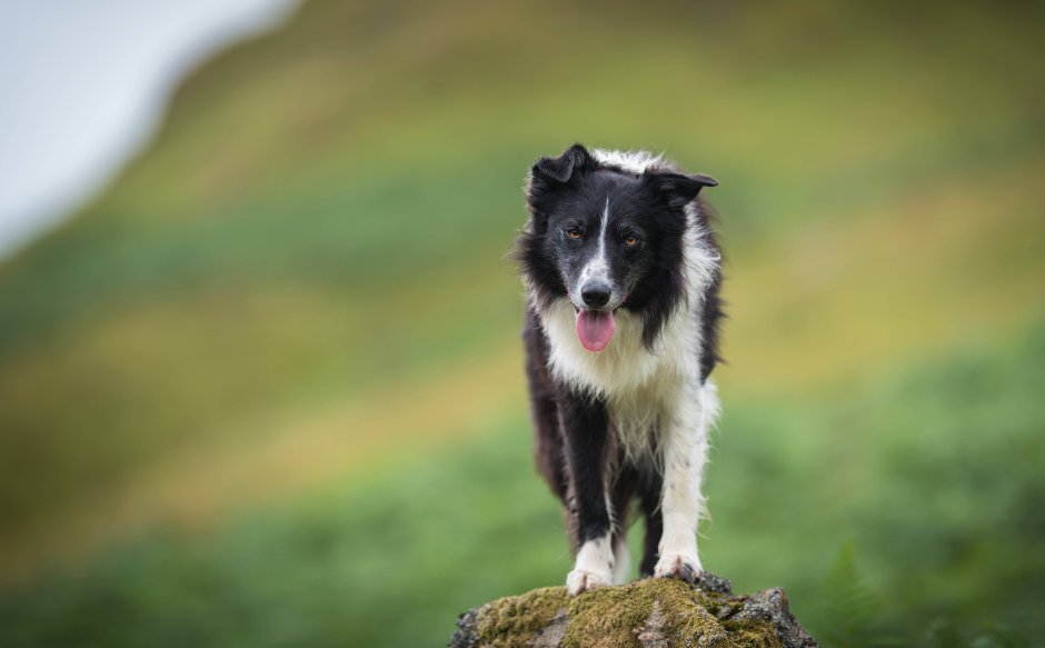 Аусси и бордер колли