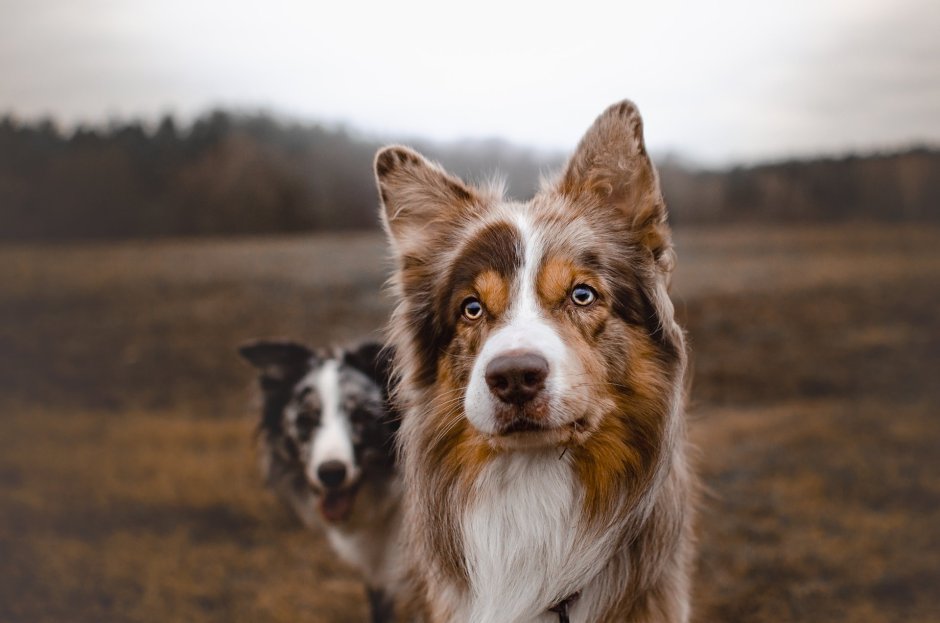 Бордер колли 2 собак