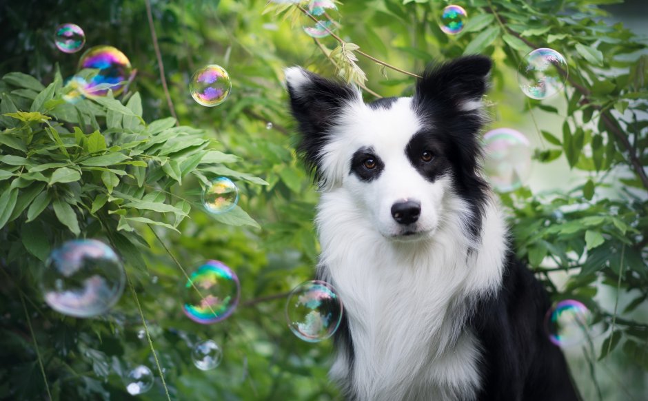 Border Collie (бордер колли)