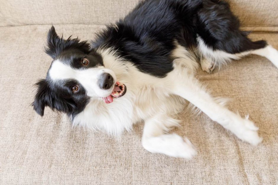 Бордер колли щенки