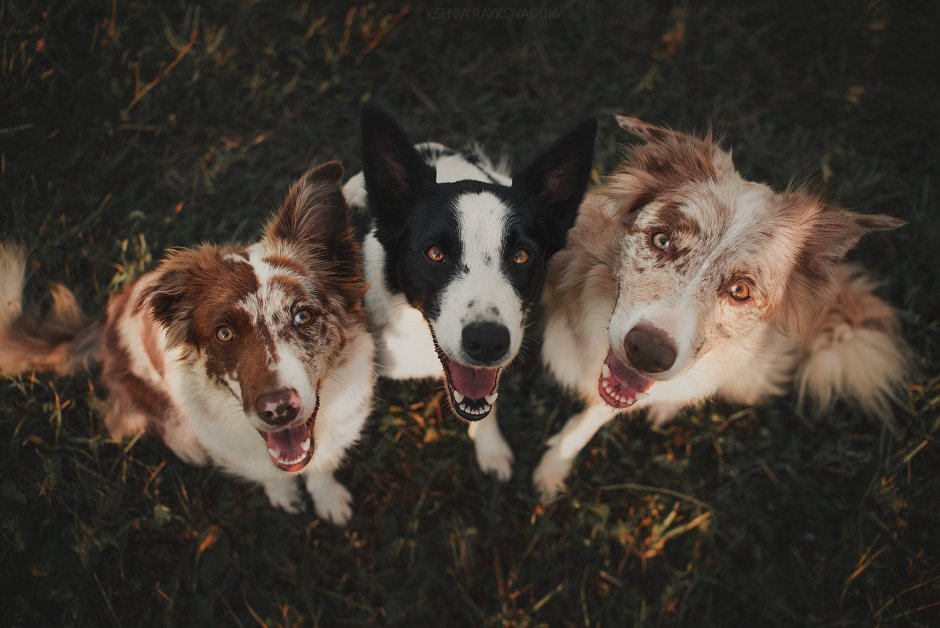 Бордер колли Райкова