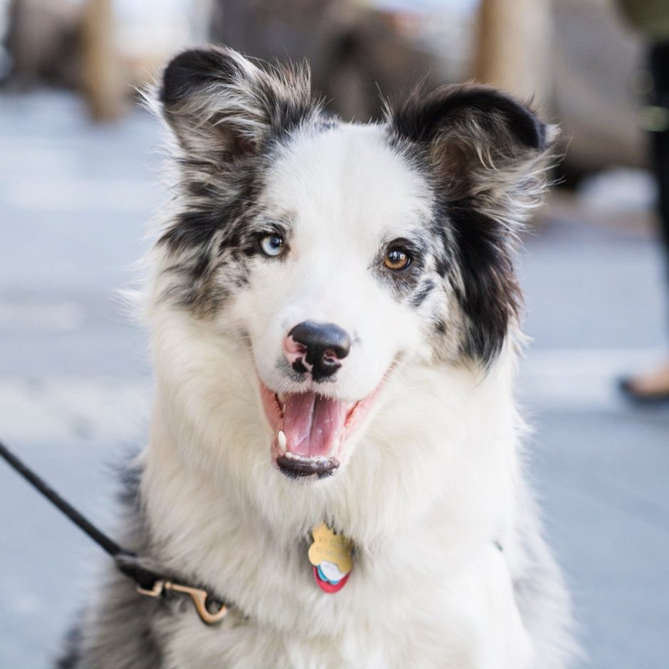 Бордер колли альбинос