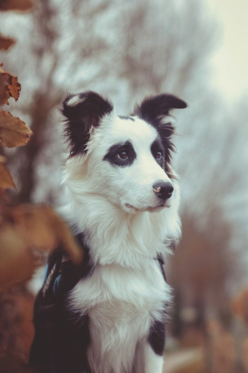 Монгольский бордер колли