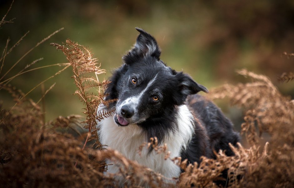 Бордер колли лето