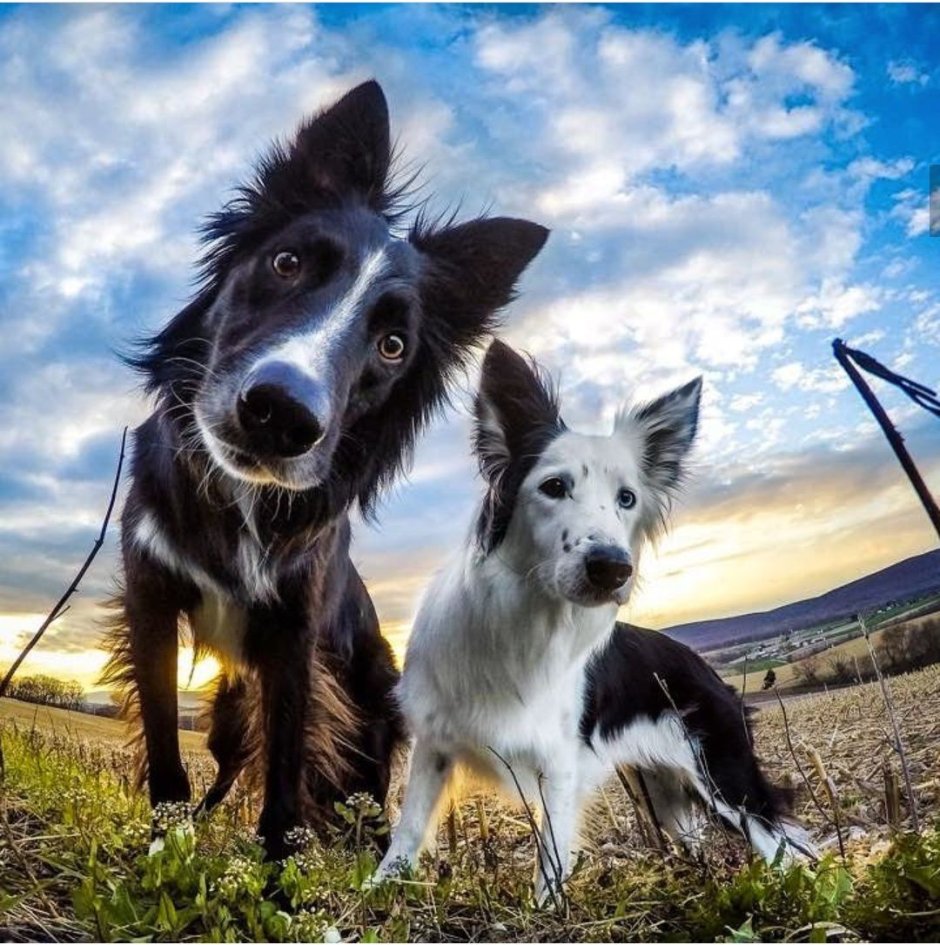 Самая умная собака в мире бордер колли