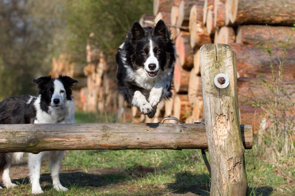 Бордер колли семья