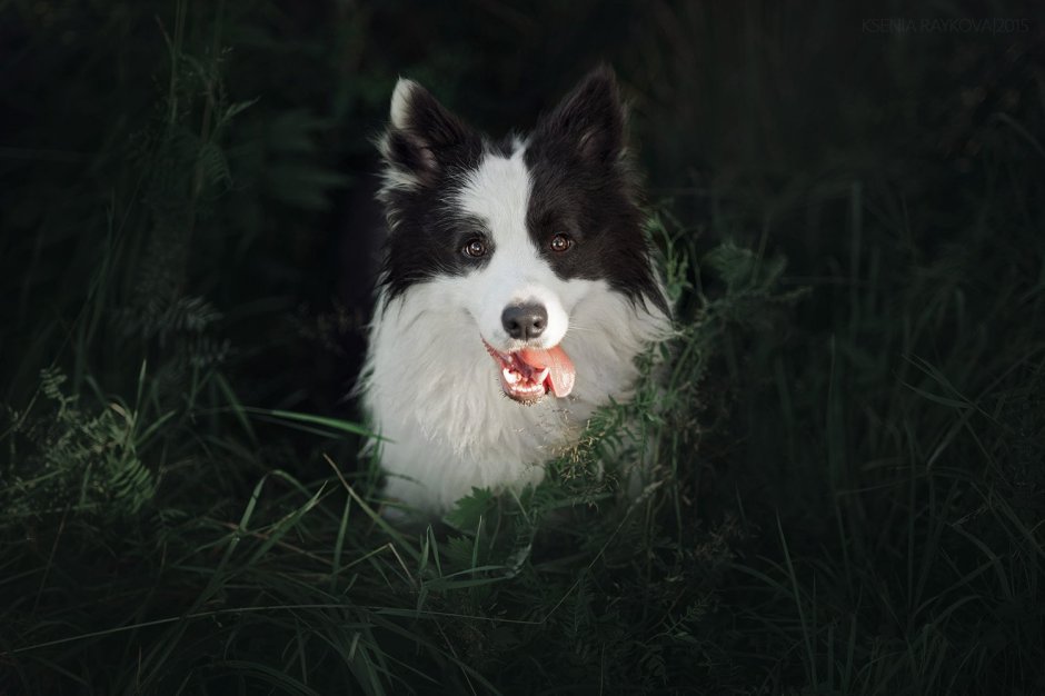 Австралийская овчарка и бордер колли