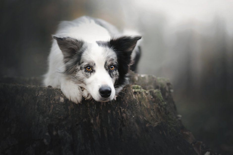 Бордер колли страшная