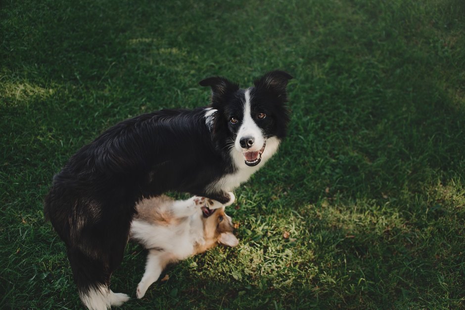 Длинношерстный бордер колли черный