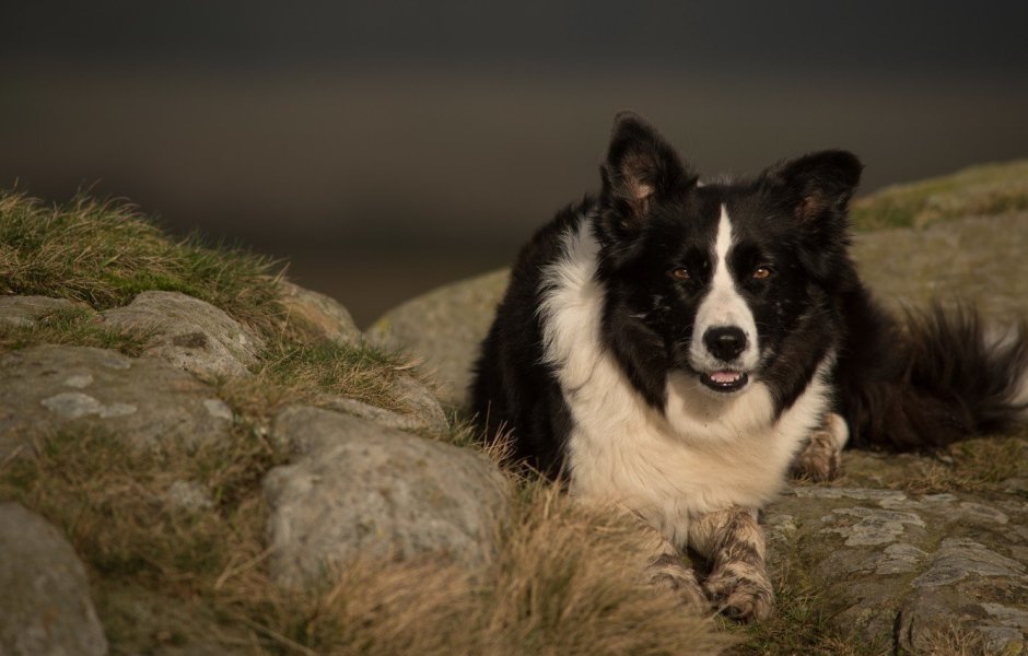 Ошейник для бордер колли