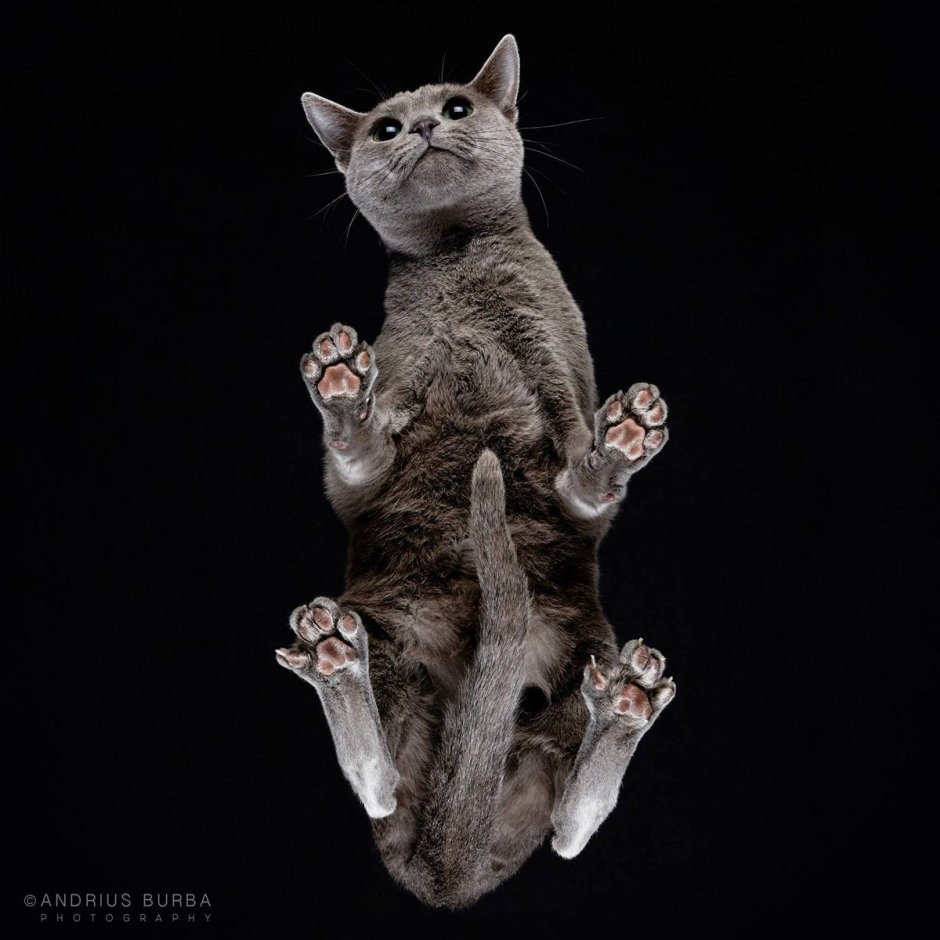 Кошачий фотограф Андриус Бурба
