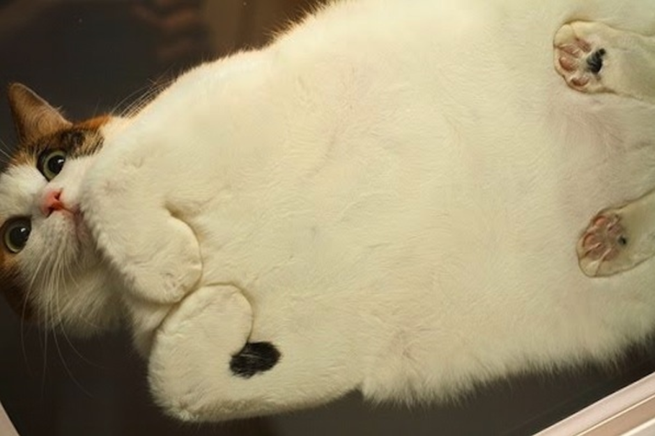 Кот вид снизу