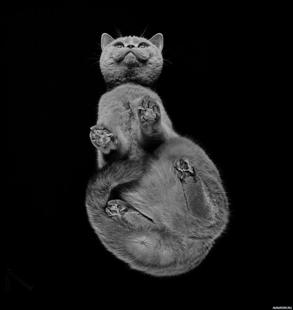 Трёхцветная кошка на стеклянном столе