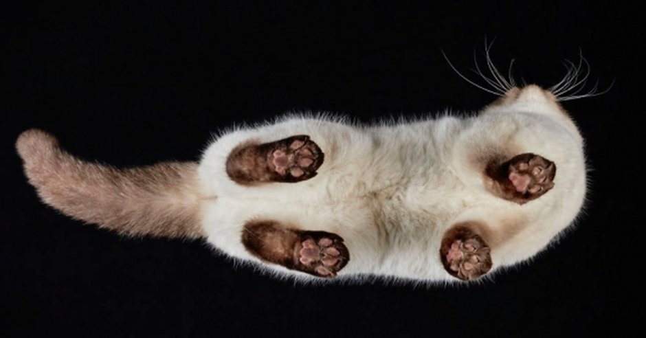 Кот вид снизу