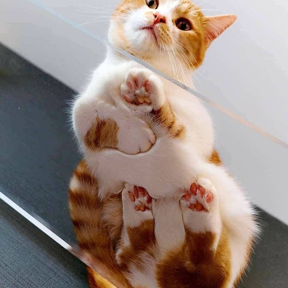 Пузико котика