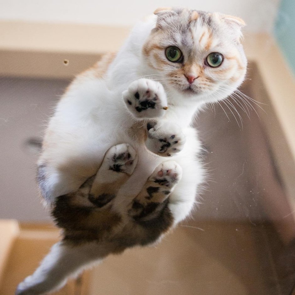 Котики на стеклянном столе