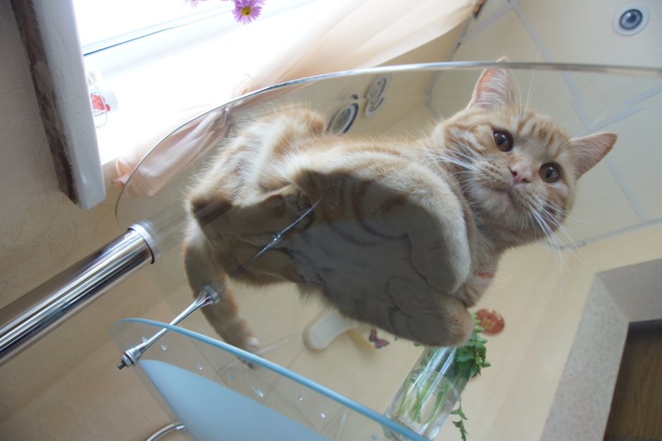 Милый котик с лапками