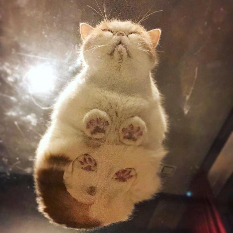 Кошка на стеклянном столе