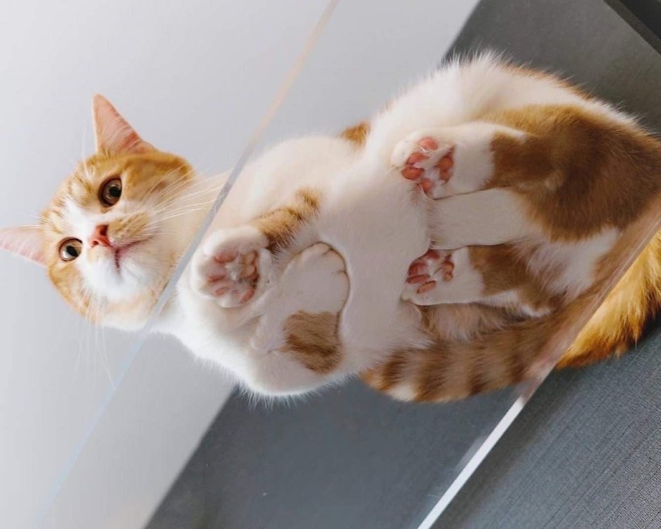 Котики на стеклянном столе