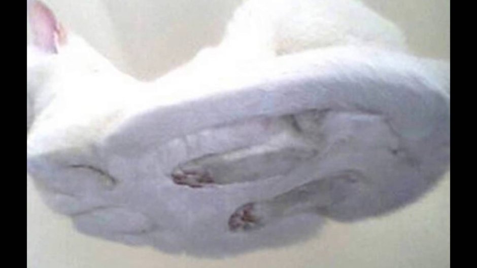 Кот на стекле вид снизу