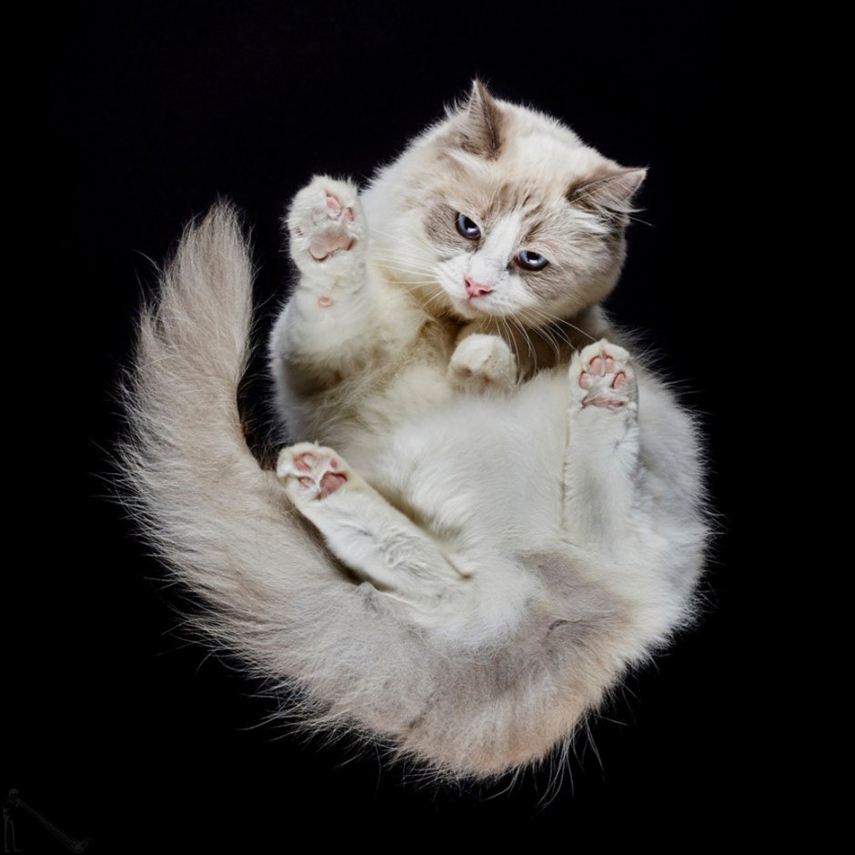 Кошачий фотограф Андриус Бурба