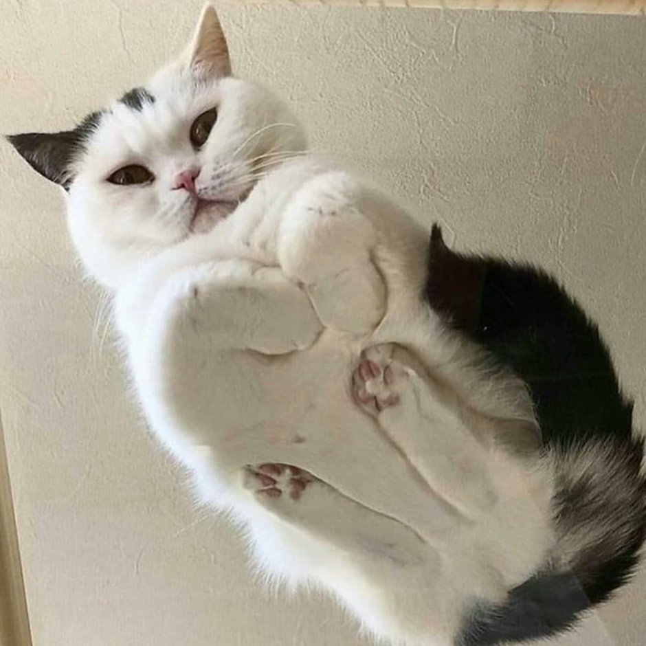Кот на стеклянном столе