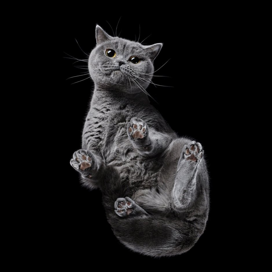 Кошачий фотограф Андриус Бурба