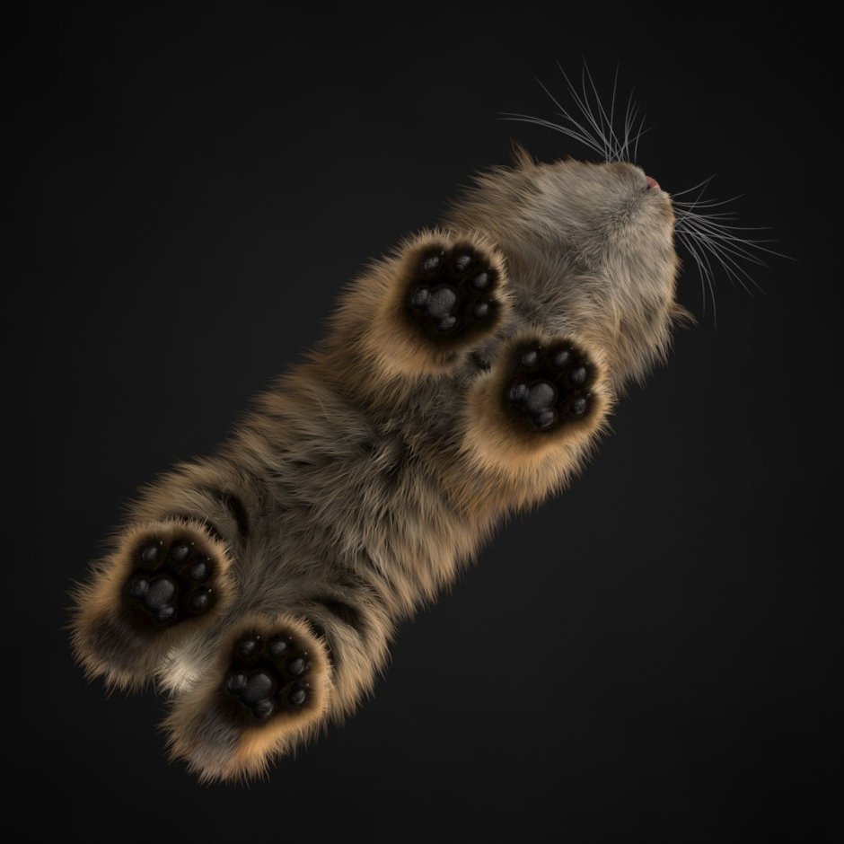 Кот вид снизу
