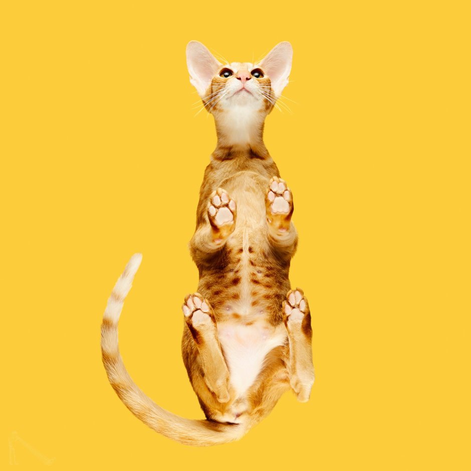 Кошка вид сверху
