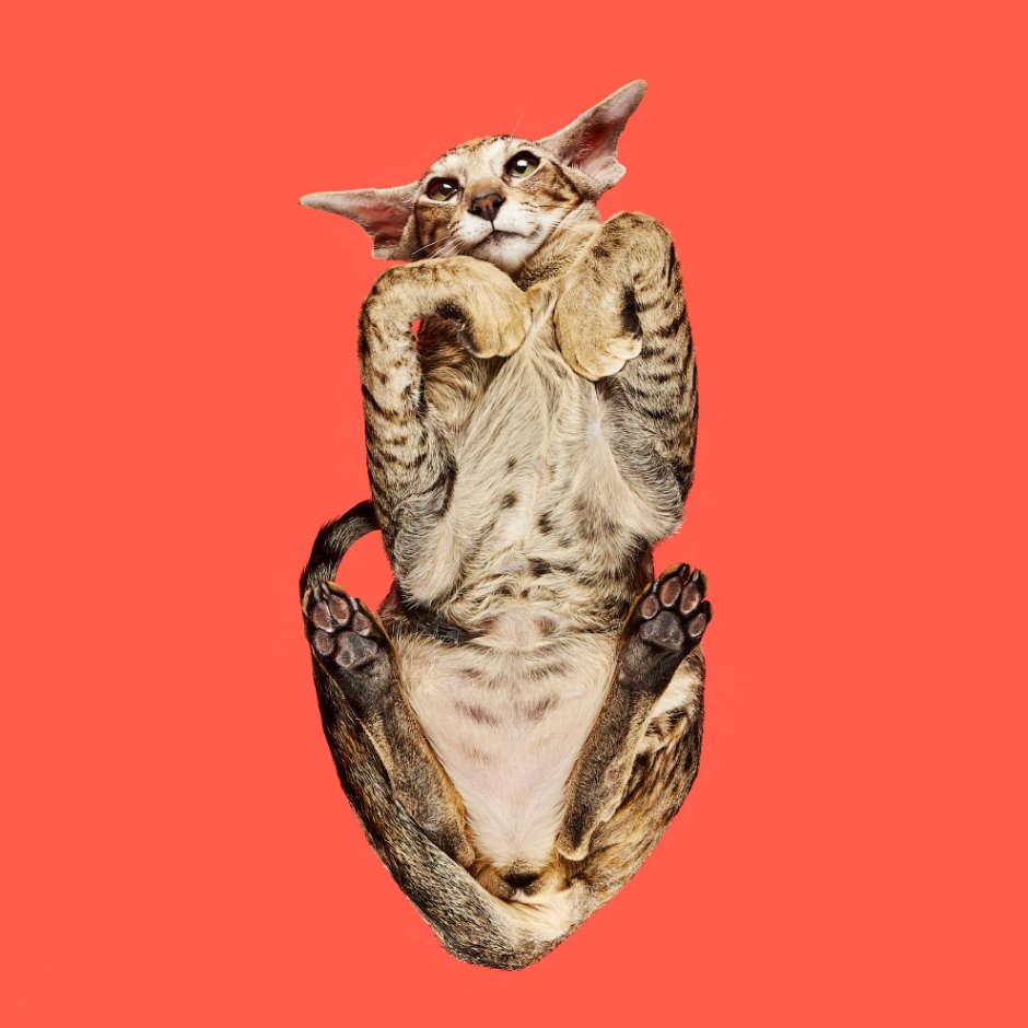 Кот вид снизу