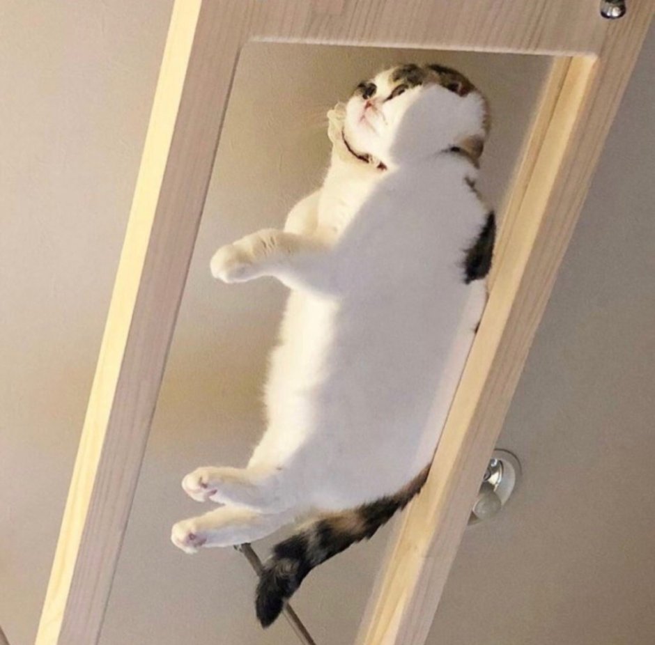 Сферический кот