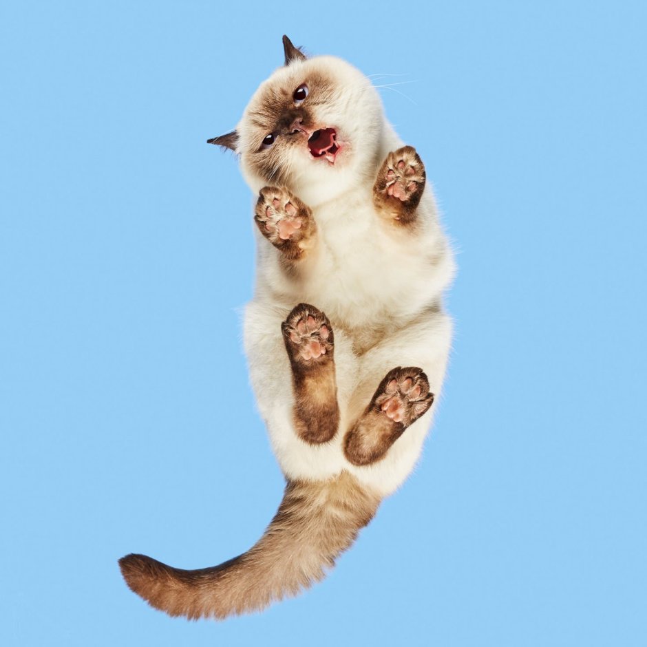Котик вид снизу