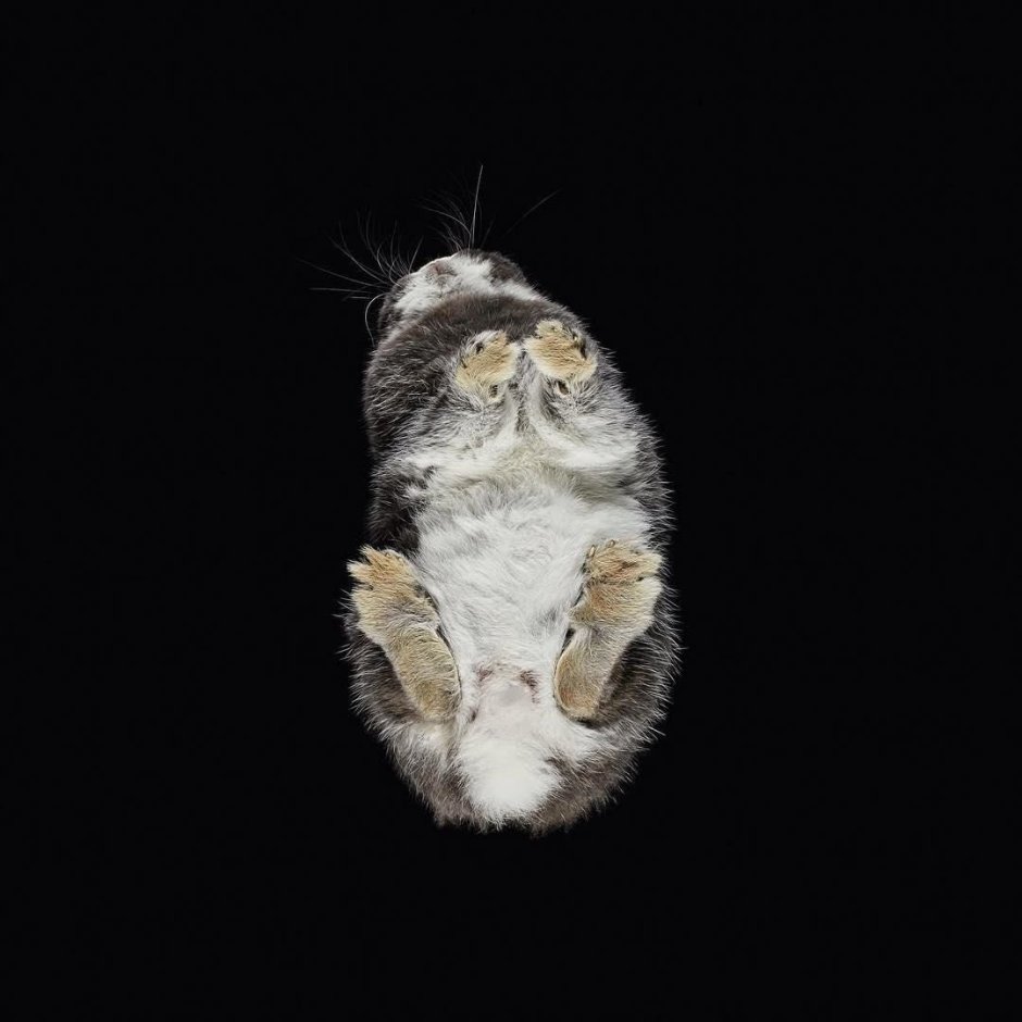 Кот на стеклянном столе
