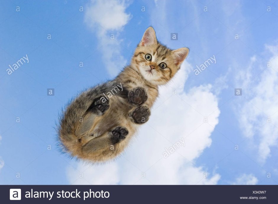 Кошка сидит вид снизу