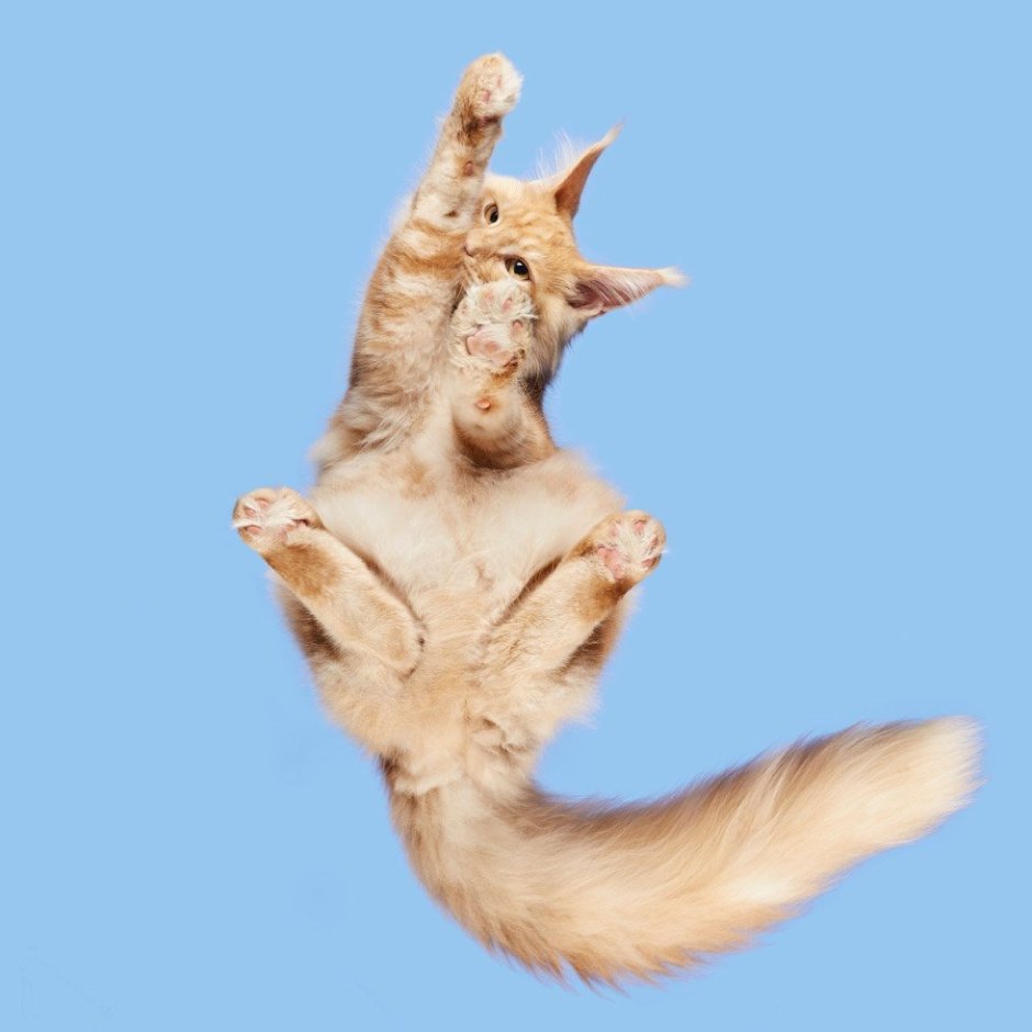 Кошка вид сверху